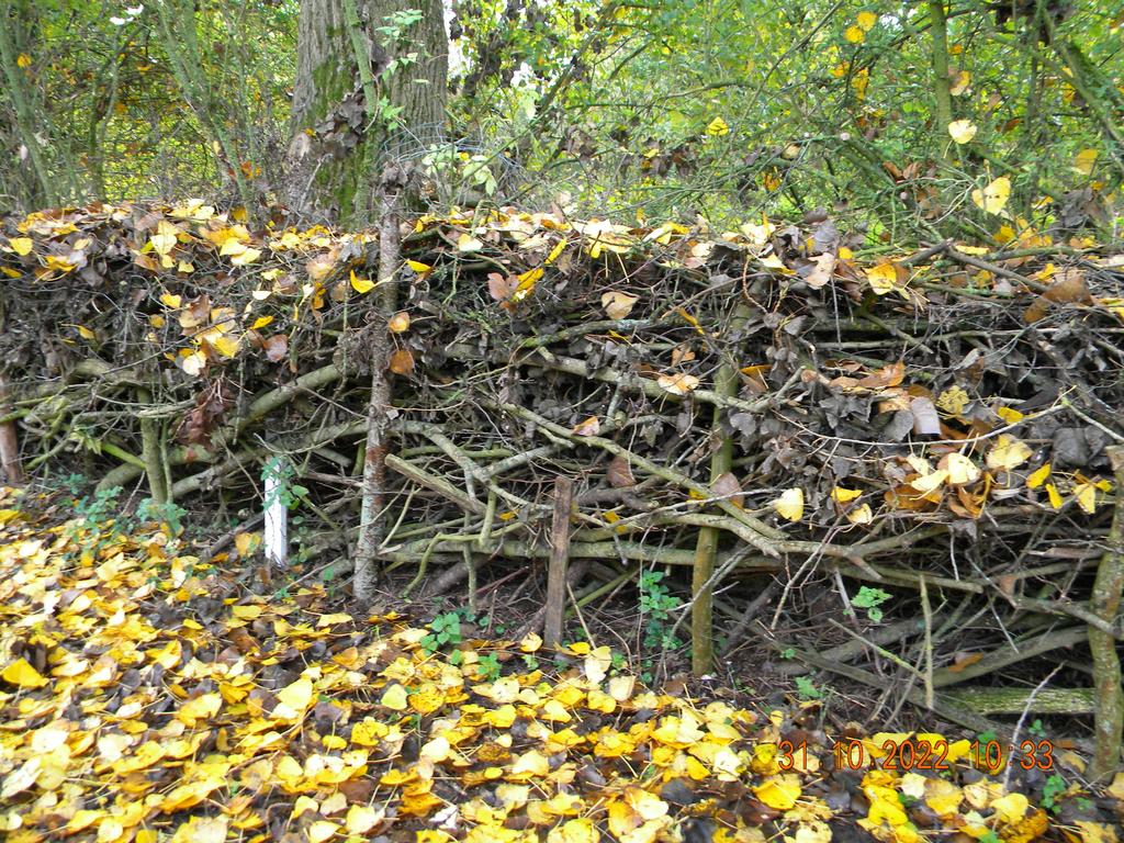 Brash hedge constructed from mixed cuttings (2717)